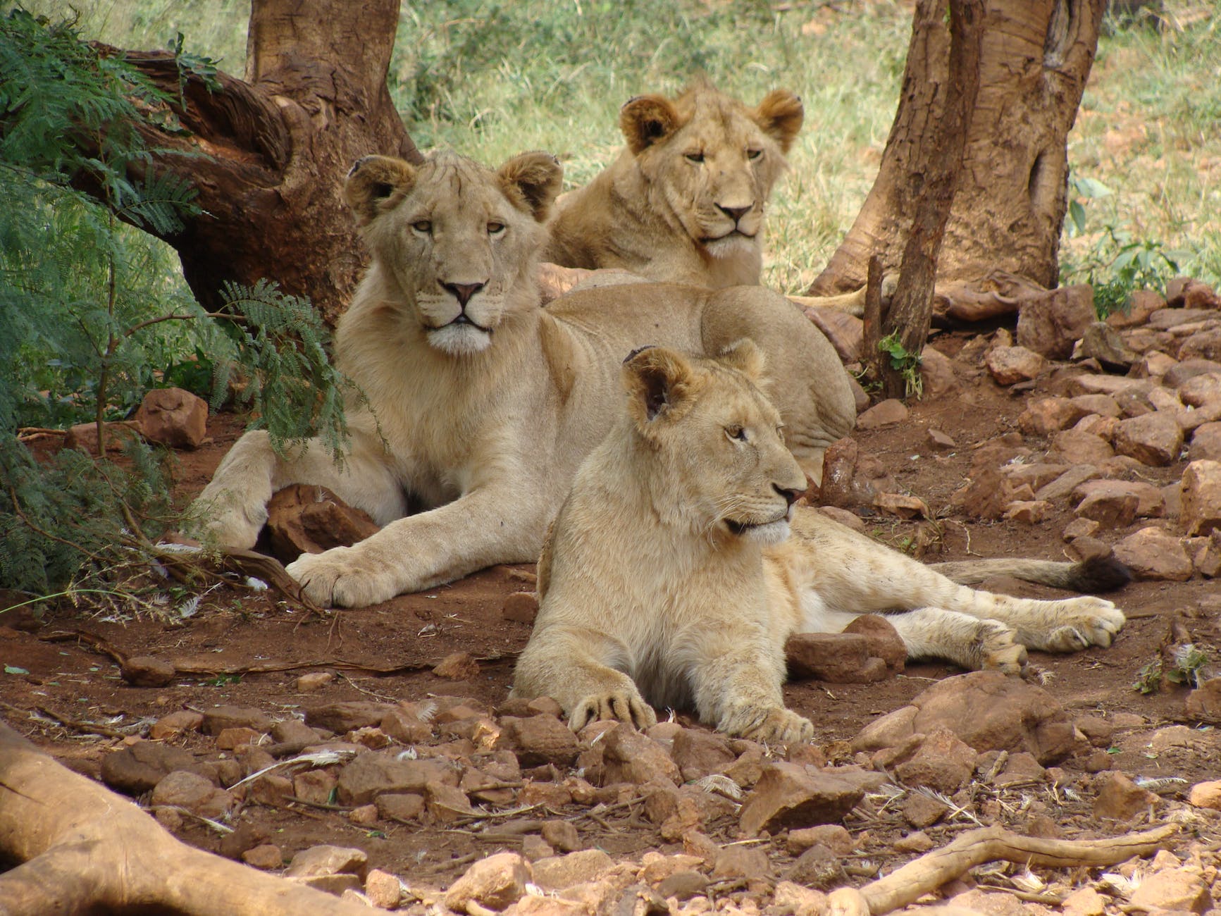We do not do life or death alone; we always walk together. Image of 3 lionesses lounging in the shade.